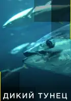  Дикий тунец смотреть онлайн тв шоу 1-6 сезон 