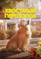 Хвостатый переполох смотреть онлайн (2024) 