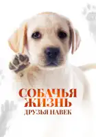  Собачья жизнь: Друзья навек смотреть онлайн (2023) 